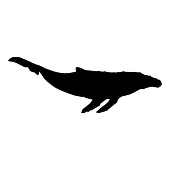 Humpback whale isolated black silhouette. Marine animal. White background. illustration clipart. vector