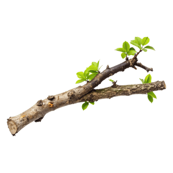 A branch with green leaves on it png