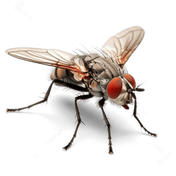 Fly front view full body isolate on transparency background png