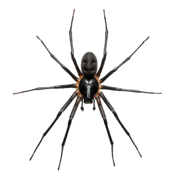 Spider full body isolate on transparency background png