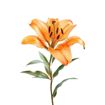 Lily flower front view full length isolate on transparency background png