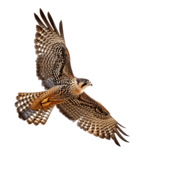 Falcon bird fly full body isolate on transparency background png