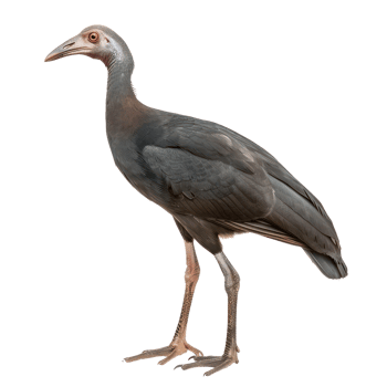 Megapode bird side view full body isolate on transparency background png