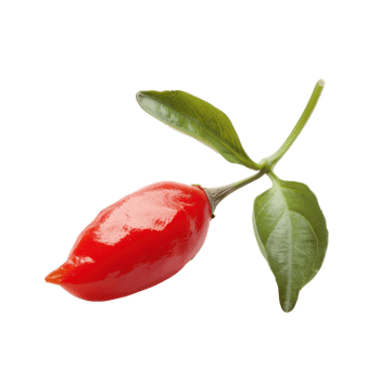 Closeup of a Goji Berry isolate on transparency background png