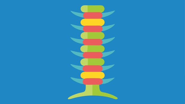 Spinal Column Analysis An illustration focused on the spine with sections marked in bright colors to indicate healthy vertebrae and potential longevity indicators like spine. vector