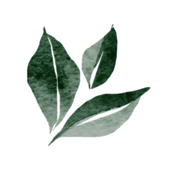 Watercolor green leaf illustration png