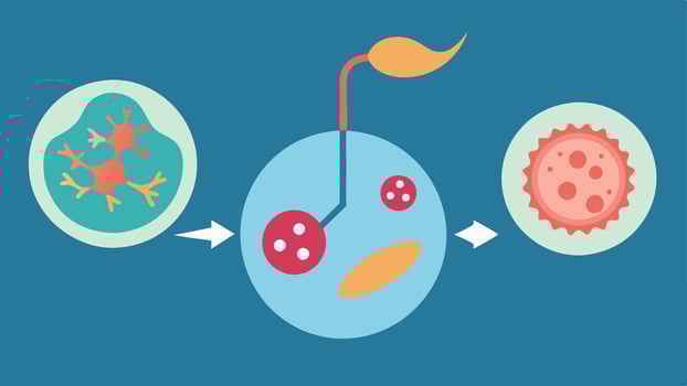 Regenerative Cell Therapy A graphical representation of stem cells regenerating damaged tissue. The image transitions from damaged cells to healthy tissue showcasing healing. vector