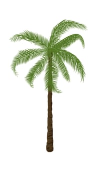 coconut tree with leaf isolated white background illustration vector
