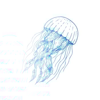 beautiful jellyfish. Hand painted sketch. Graphic clip art isolated on background. Underwater illustration. For designers, invitations, decoration, postcards, wrapping paper, scrapbooking vector