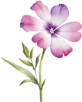 Vibrant Drummond Phlox Floral Watercolor Clip Art Design. . png