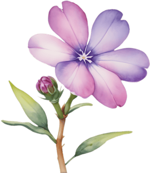 Colorful Drummond Phlox Flower Watercolor Clip Art Set. . png