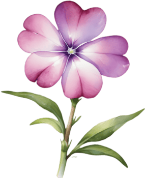 Realistic Drummond Phlox Flower Watercolor Art Print. . png