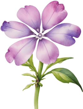 Botanical Illustration of Drummond Phlox Watercolor Art Print. . png