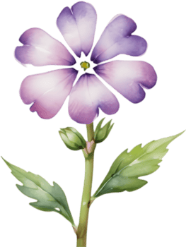 Charming Drummond Phlox Watercolor Painting for Decorations. . png