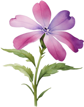 Detailed Drummond Phlox Flower Watercolor Clipart for Designs. . png