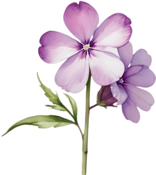 Beautiful Hand-Painted Drummond Phlox Watercolor Illustration. . png