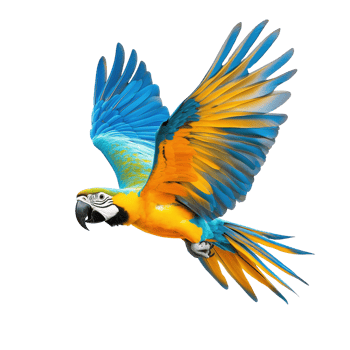 A vibrant parrot in flight showcasing beautiful blue and yellow feathers isolated on transparent background. png