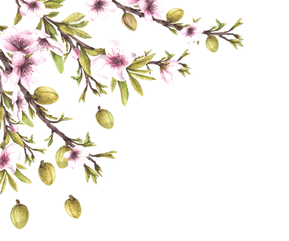 Almond tree branch with green nuts, leaves and flowers. Botanical banner template watercolor illustration hand drawn. Floral Clipart for greeting card, product food cosmetic label. Isolated background png