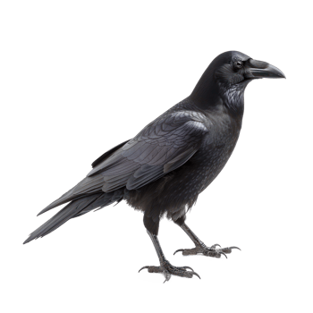 Crow side view full body isolate on transparency background png