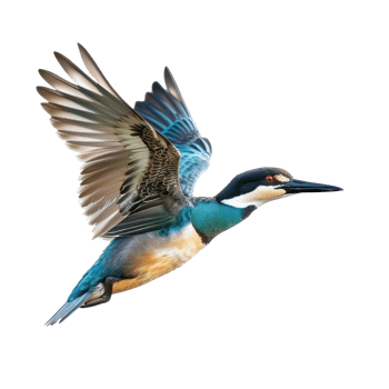 Teal bird fly full body isolate on transparency background png