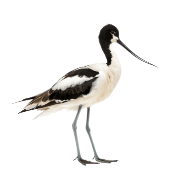 Avocet bird front view full body isolate on transparency background png