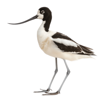 Avocet bird side view full body isolate on transparency background png