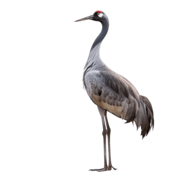 crane bird front view full body isolate on transparency background png