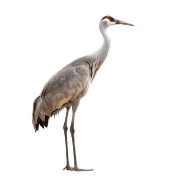 crane bird side view full body isolate on transparency background png