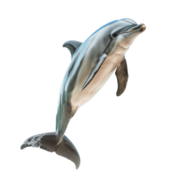 Dolphin full body isolate on transparency background png