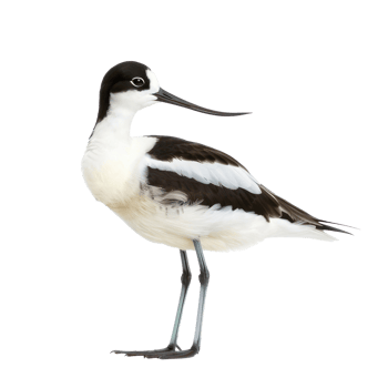 Avocet bird side view full body isolate on transparency background png
