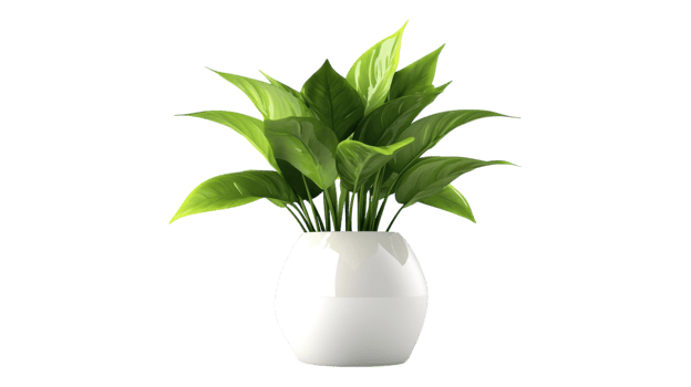 A white vase with green leaves in it png