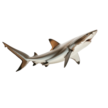 Shark side view full body isolate on transparency background png