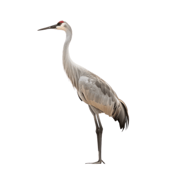 crane bird side view full body isolate on transparency background png