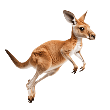 A kangaroo leaping gracefully isolated on transparent background. png