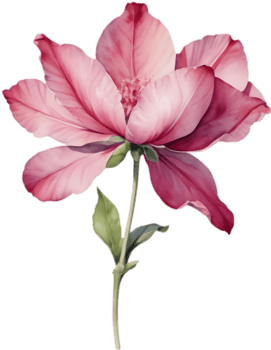 Delicate Bombax Ceiba Blossom Watercolor. . png