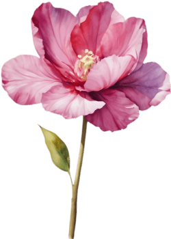 Vibrant Pink Bombax Ceiba Flower Watercolor. . png