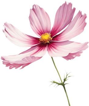 Fresh and Lively Watercolor Cosmos Flowers for Home Decor. . png