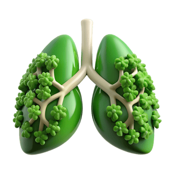Conceptual eco-friendly human lungs made of green plants 3d illustration isolated on the transparent background png