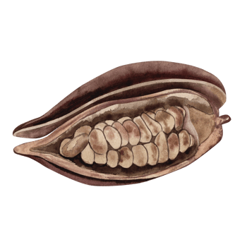 A cocoa fruit cut in half with grains inside the pod. The illustration is hand-drawn in watercolor in brown shades. For packaging, postcards, textiles, cosmetics, menu, invitations, tableware, dishes png