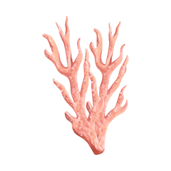 Underwater pink coral. Hand drawn watercolor illustration isolated. Oceanic reef animals, seaweed. Mediterranean and tropical sea theme. Exotic nautical design. Clipart for postcard, print, sticker. png