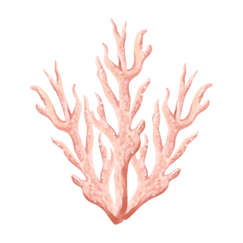 Underwater pink coral. Hand drawn watercolor illustration isolated. Oceanic reef animals, seaweed. Mediterranean and tropical sea theme. Exotic nautical design. Clipart for postcard, print, sticker. png