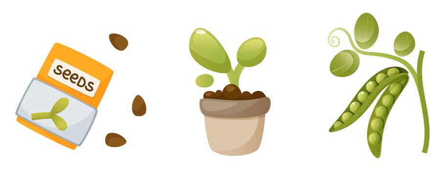 The process of growing peas from seeds, from sprouts to mature plants. Seeds, seedlings, sprout, vegetable, pod, harvest. Home gardening. Plant growth stage, life cycle, on a white background. vector