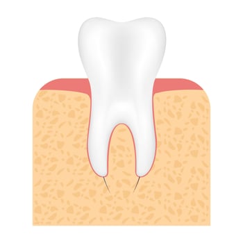 Dentistry concept. Tooth model. vector