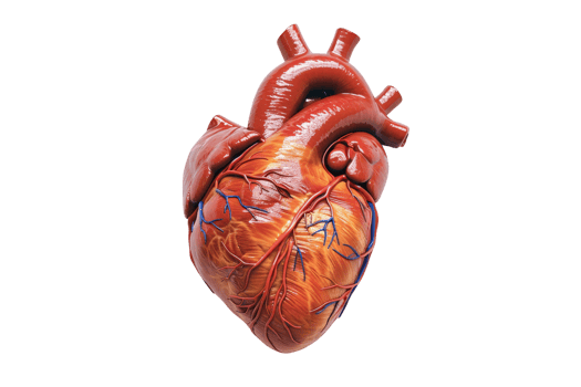 Detailed anatomical illustration of a human heart showcasing veins, arteries, and cardiac anatomy on a transparent background. png