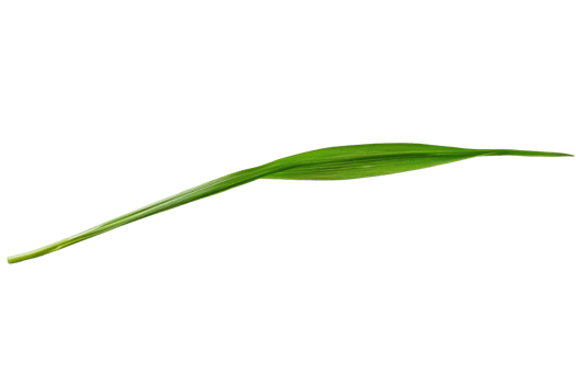 blade of grass, a long, thin, green leaf that grows from the ground. png