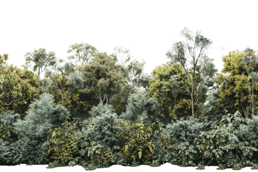 Lush green forest with diverse plant species, showcasing the beauty and tranquility of nature. Ideal for environmental and nature-themed projects. png