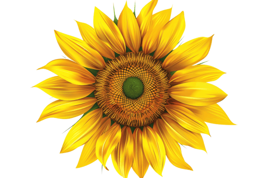 beautiful sunflower in full bloom against a transparent background png