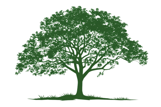 minimal and elegant illustration of a green tree with deep roots png