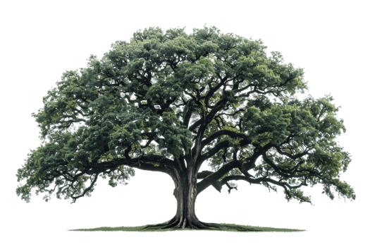 big tree with green leaves. The tree is in a field with green grass. The sky is blue and there are some clouds in the sky. png