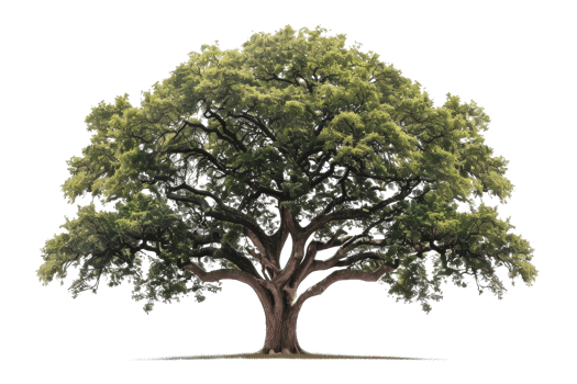 large and old tree with green leaves. The tree is in focus and has a lot of detail. The background is out of focus and is a dark color. png